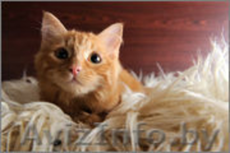 Солнечная малышка в дар! - Изображение #3, Объявление #1143387