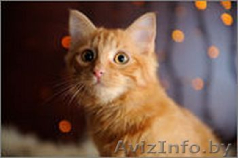 Солнечная малышка в дар! - Изображение #1, Объявление #1143387