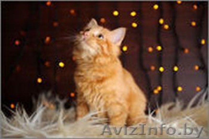 Солнечная малышка в дар! - Изображение #7, Объявление #1143387