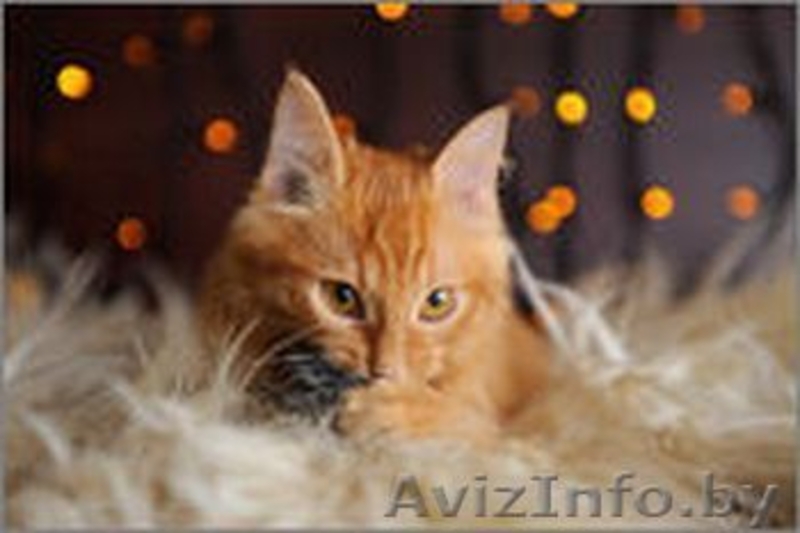 Солнечная малышка в дар! - Изображение #6, Объявление #1143387