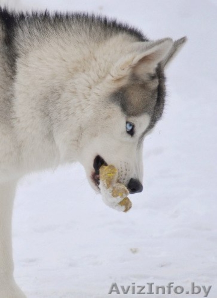 Серо-белый кобель Хаски для вязки - Изображение #1, Объявление #1148295