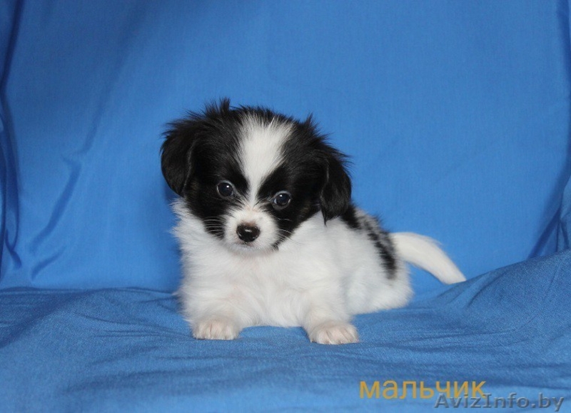 Предлагаем щенков папийона  - Изображение #1, Объявление #1134101