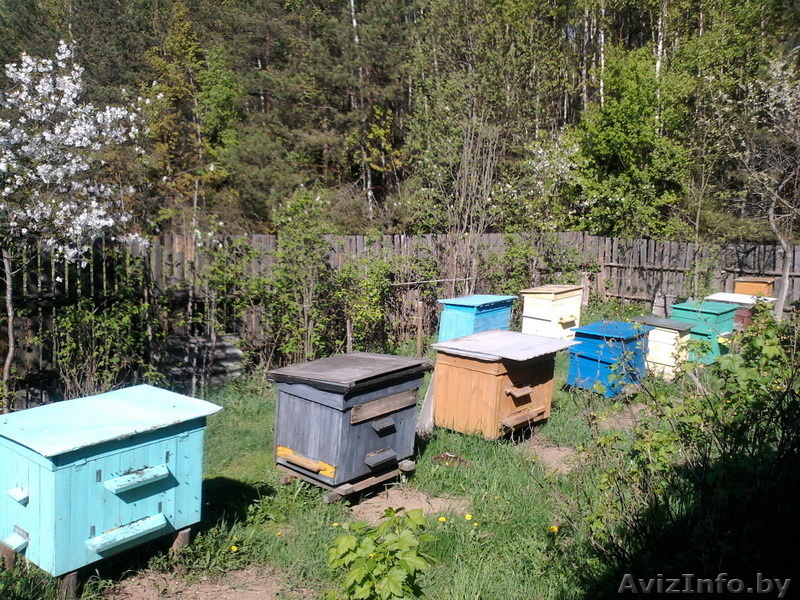 Улья с пчелами и медом - Изображение #1, Объявление #1147750