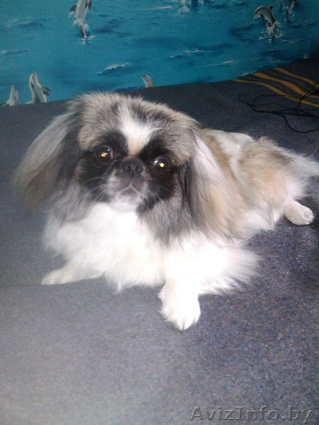 ОЧАРОВАШКИ Девочка и мальчик пекинесики - Изображение #2, Объявление #1142722