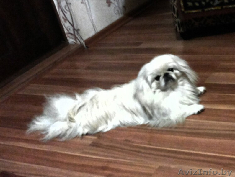 ОЧАРОВАШКИ Девочка и мальчик пекинесики - Изображение #1, Объявление #1142722