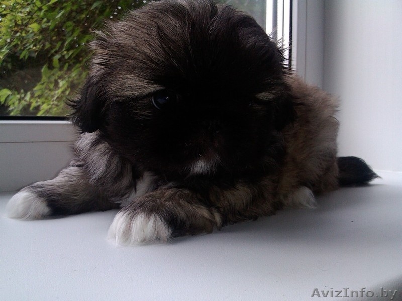 ОЧАРОВАШКИ Девочка и мальчик пекинесики - Изображение #3, Объявление #1142722