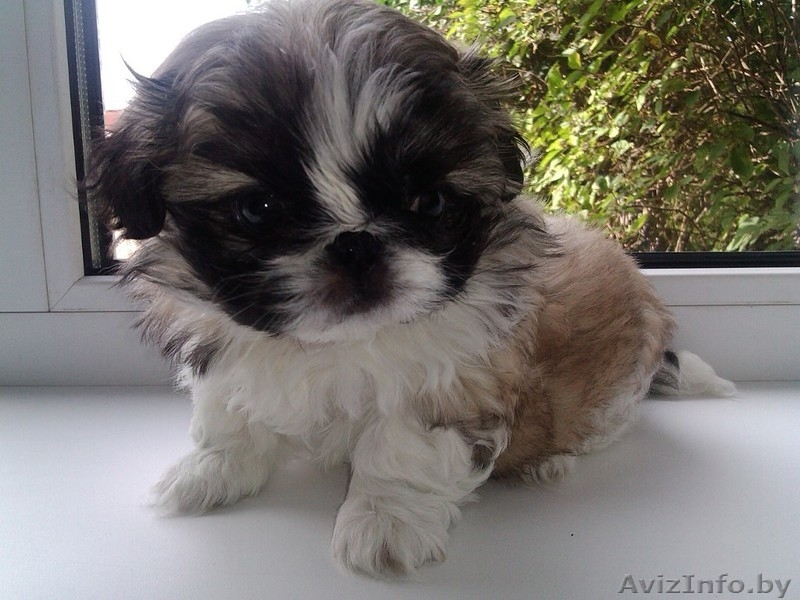 ОЧАРОВАШКИ Девочка и мальчик пекинесики - Изображение #4, Объявление #1142722