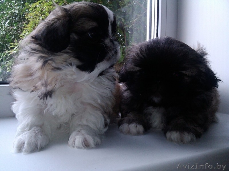 ОЧАРОВАШКИ Девочка и мальчик пекинесики - Изображение #5, Объявление #1142722