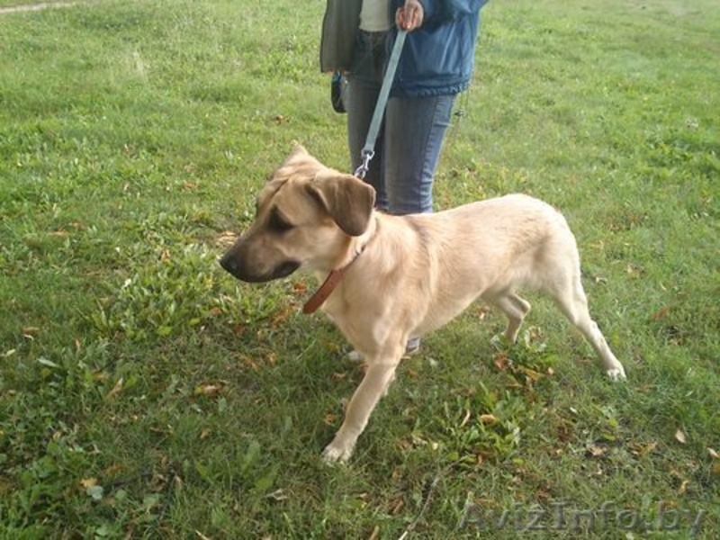 Найдена собака!!!Нужна помощь!!! - Изображение #1, Объявление #1147806