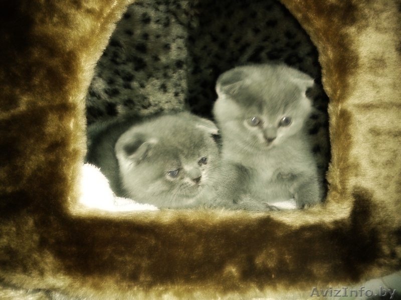 Котята британские и вислоухие скоттиш-фолд - Изображение #3, Объявление #1148520