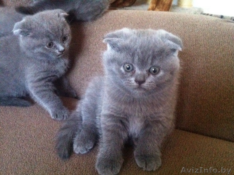 Котята британские и вислоухие скоттиш-фолд - Изображение #1, Объявление #1148520
