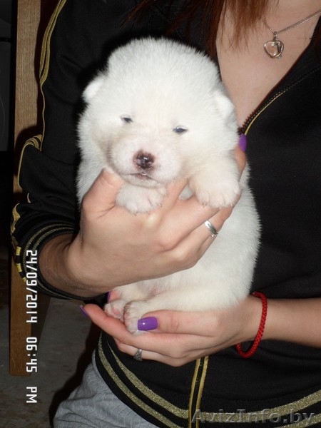 АКИТА-ИНУ щенки - Изображение #2, Объявление #1153540