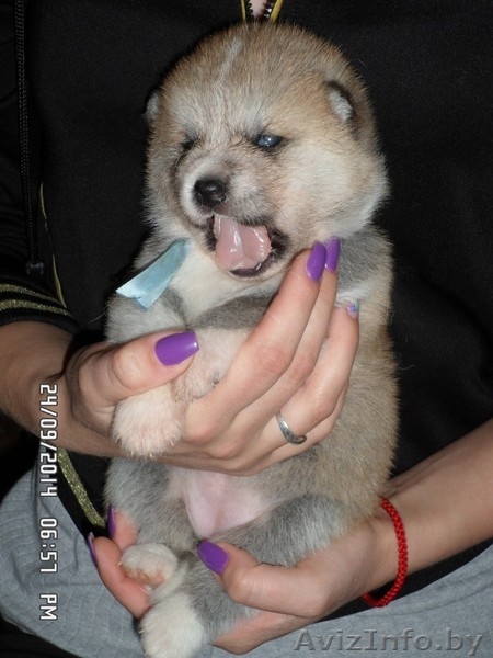 АКИТА-ИНУ щенки - Изображение #1, Объявление #1153540