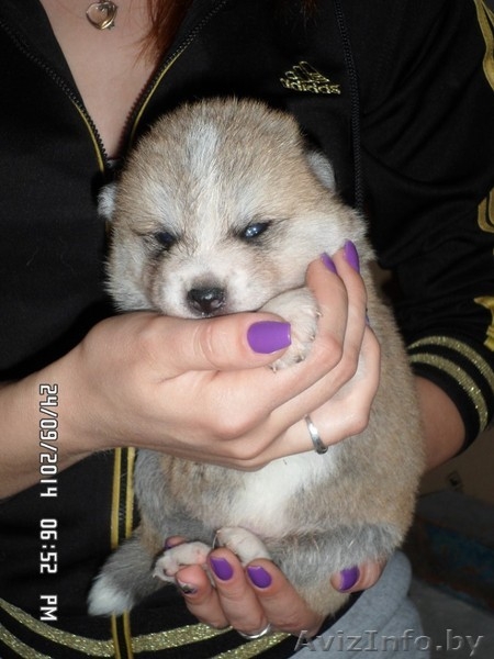 АКИТА-ИНУ щенки - Изображение #5, Объявление #1153540