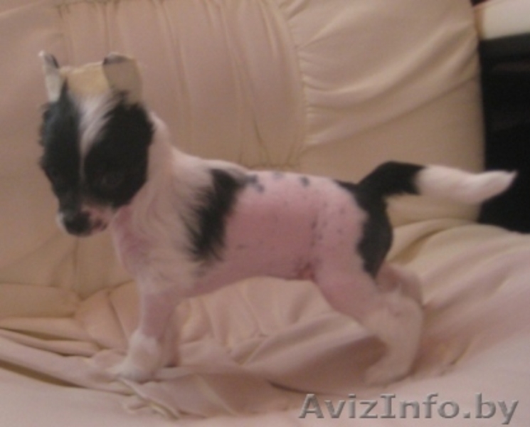 Китайской хохлатой щенки - Изображение #2, Объявление #1142639