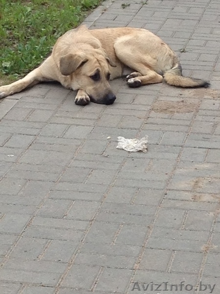 Собаке срочно нужна помощь - Изображение #2, Объявление #1145835
