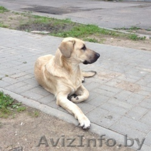 Найдена собака!!!Нужна помощь!!! - Изображение #2, Объявление #1147806