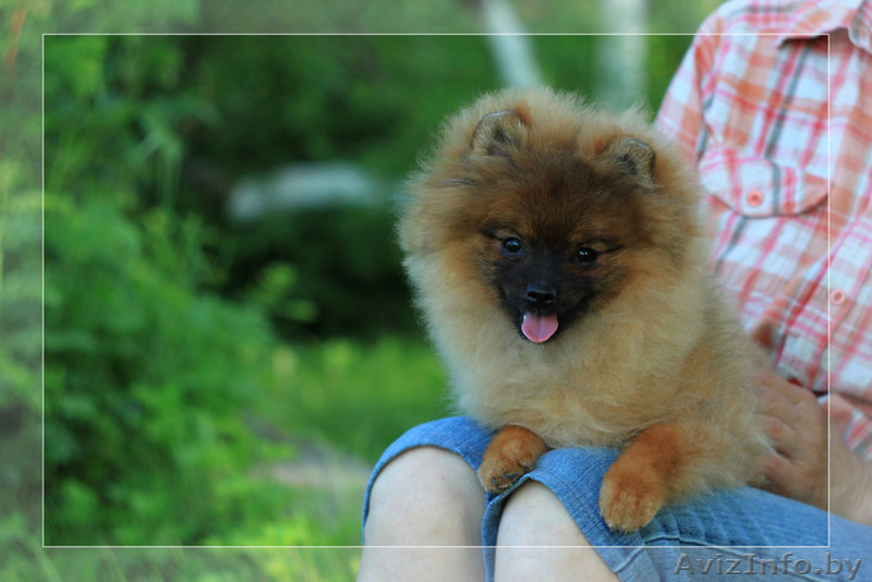 Шпиц померанский щенок Недорого - Изображение #3, Объявление #1147186