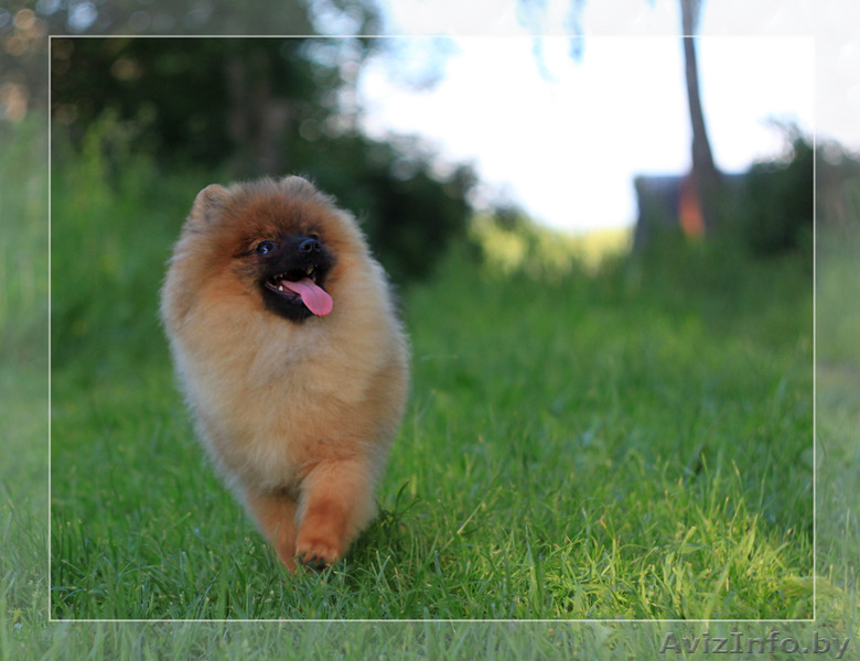 Шпиц померанский щенок Недорого - Изображение #4, Объявление #1147186