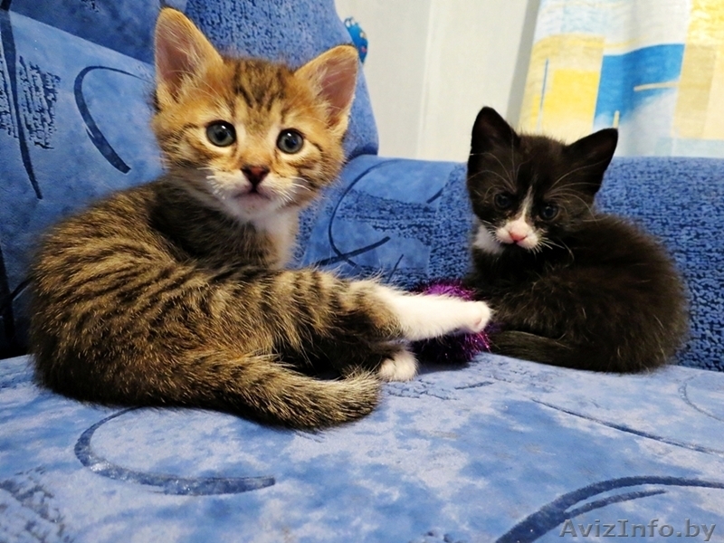 Котятки даром в хорошие руки - Изображение #2, Объявление #1150842