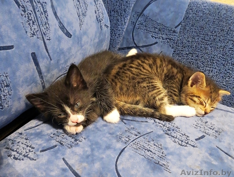 Котятки даром в хорошие руки - Изображение #1, Объявление #1150842