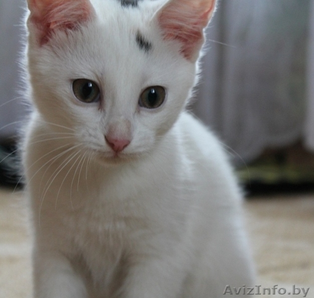 Беленькое "облачко" в дар! - Изображение #3, Объявление #1142260