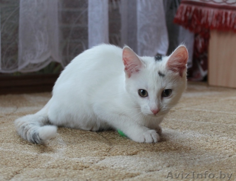 Беленькое "облачко" в дар! - Изображение #1, Объявление #1142260