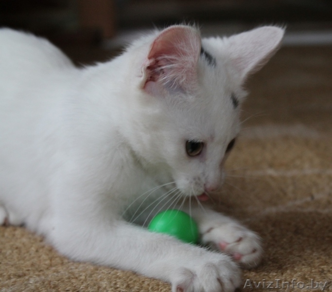 Беленькое "облачко" в дар! - Изображение #2, Объявление #1142260