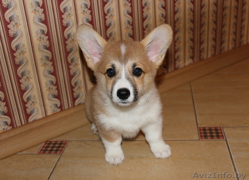 Щенки вельш корги пемброк - Изображение #1, Объявление #1134102