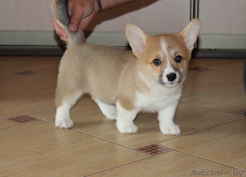 Щенки вельш корги пемброк - Изображение #2, Объявление #1134102