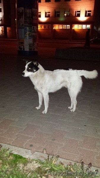 Найдена собака!!! - Изображение #1, Объявление #1151662