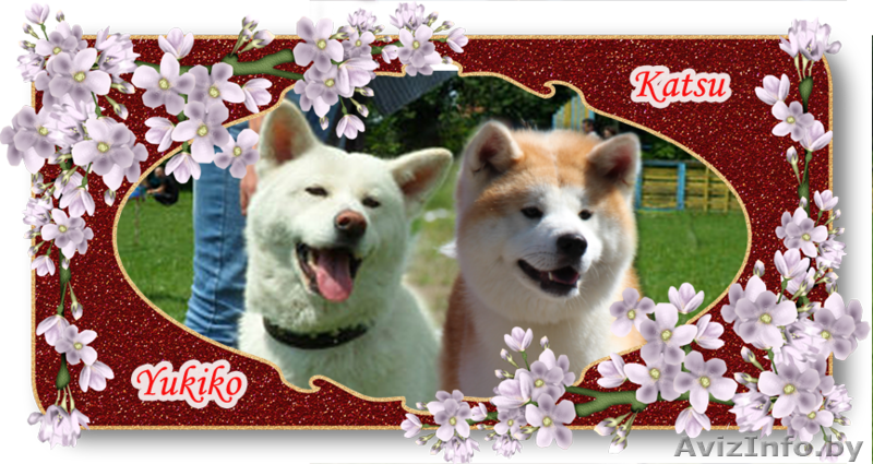 АКИТА-ИНУ щенки - Изображение #6, Объявление #1153540