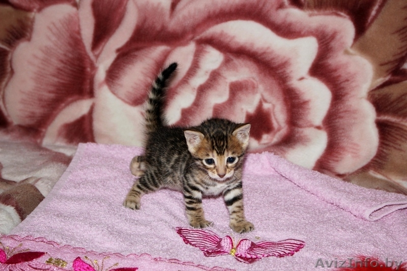 Бенгальские котята для души и в разведение - Изображение #3, Объявление #1147486