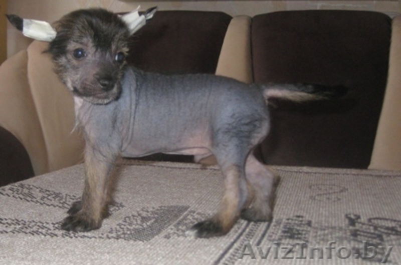 Китайской хохлатой щенки - Изображение #1, Объявление #1142639