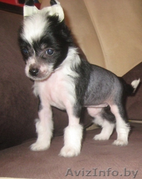 Китайской хохлатой щенки - Изображение #3, Объявление #1142639