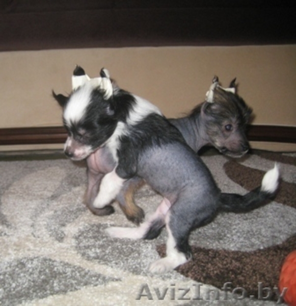 Китайской хохлатой щенки - Изображение #8, Объявление #1142639