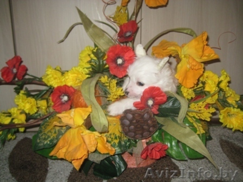 Китайской хохлатой щенки - Изображение #7, Объявление #1142639