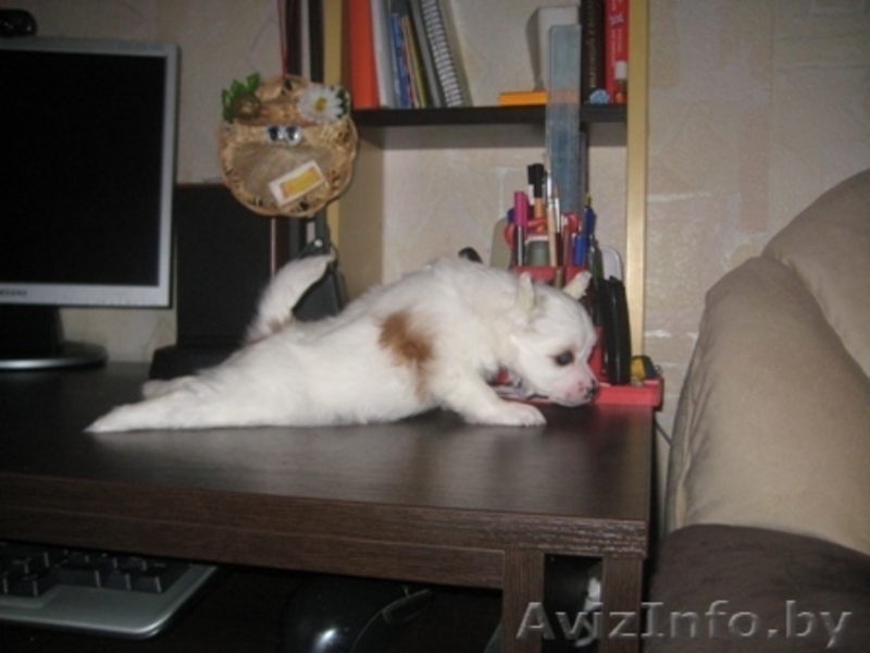 Китайской хохлатой щенки - Изображение #6, Объявление #1142639