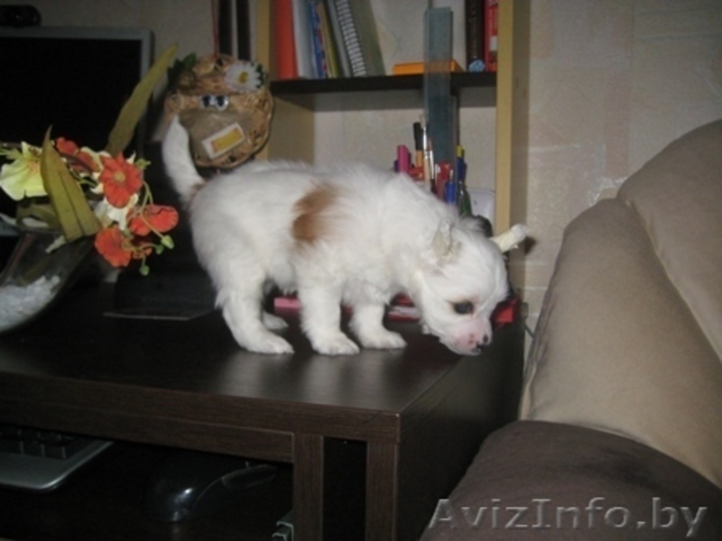 Китайской хохлатой щенки - Изображение #4, Объявление #1142639