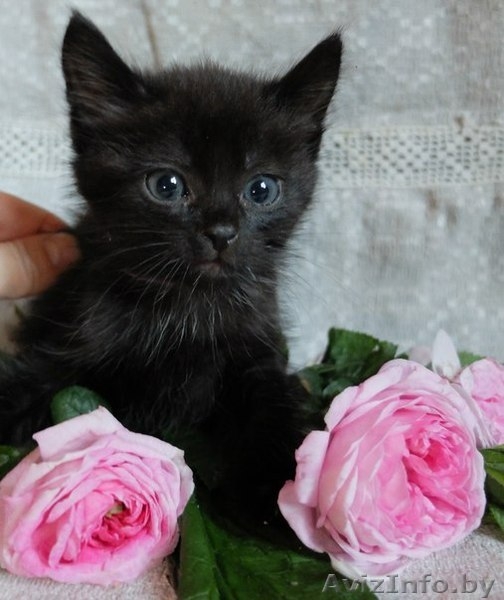 Очаровательные котодетки в добрые руки!!! - Изображение #1, Объявление #1142167