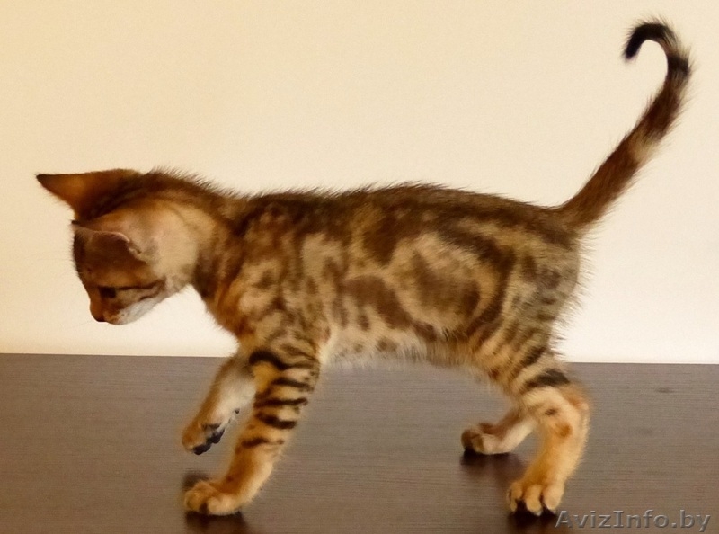 котята бенгальской породы - Изображение #1, Объявление #1141180