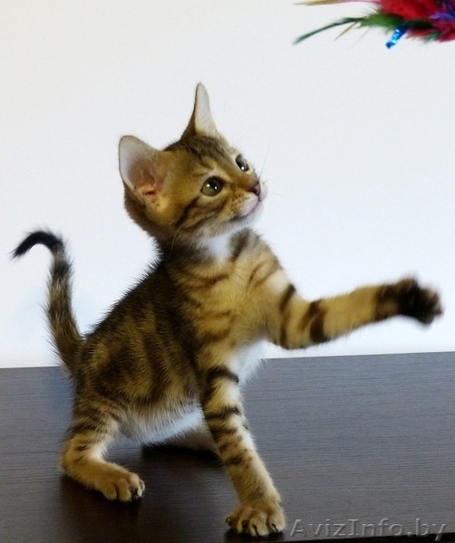 котята бенгальской породы - Изображение #2, Объявление #1141180