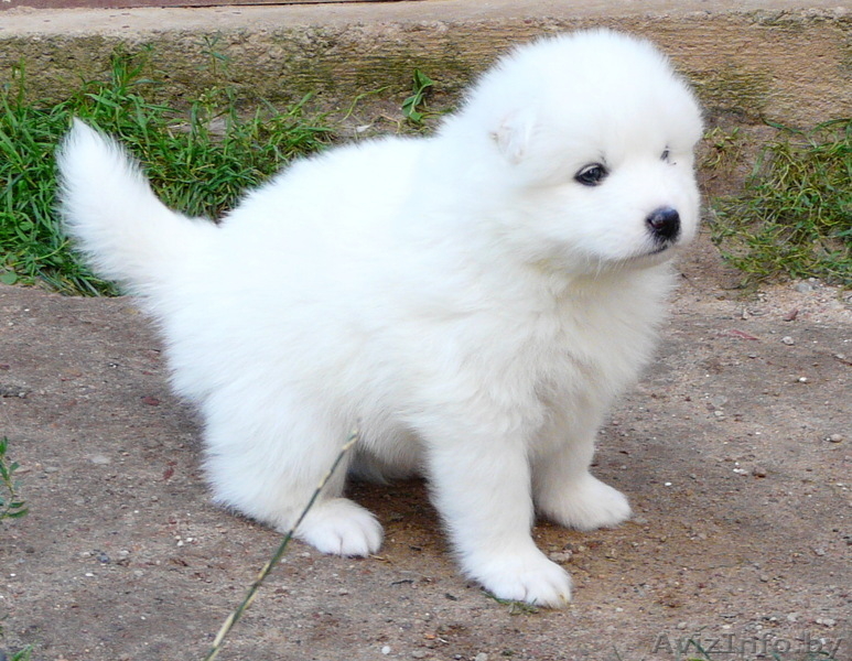 Самоед Самоедская лайка Самоедская собака - Изображение #3, Объявление #1153186