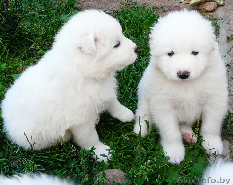 Самоед Самоедская лайка Самоедская собака - Изображение #2, Объявление #1153186