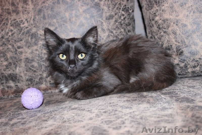 отдам в хорошие руки котенка-девочку - Изображение #1, Объявление #1147220