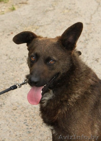 Ричи - преданный друг в добрые руки! - Изображение #3, Объявление #1154154