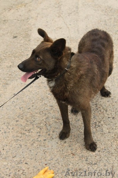 Ричи - преданный друг в добрые руки! - Изображение #1, Объявление #1154154