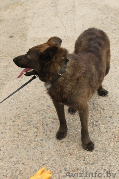 Ричи - преданный друг в добрые руки! - Изображение #4, Объявление #1154154