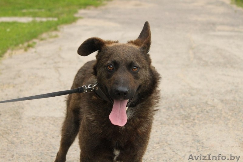 Ричи - преданный друг в добрые руки! - Изображение #5, Объявление #1154154