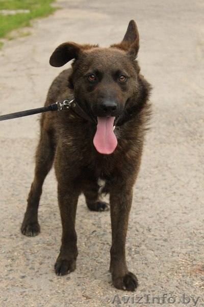 Ричи - преданный друг в добрые руки! - Изображение #6, Объявление #1154154